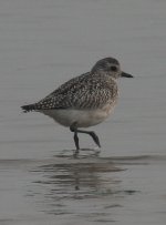 5.GreyPlover.JPG