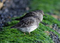 3.PurpleSandpiper.JPG