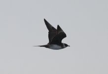 4.ArcticSkua.JPG