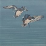 wigeon study5.JPG