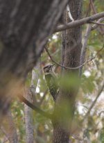 2.GreyCappedPygmyWoodpecker.JPG