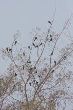 4.BlackDrongo.JPG