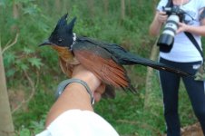 5.ChestnutWingedCuckoo.JPG