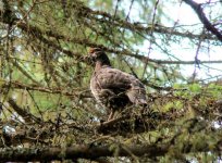 Spruce Grouse.jpg