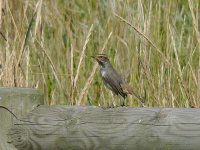 L1330138_Bluethroat.jpg