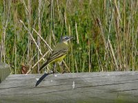 L1330144_Yellow Wagtail.jpg