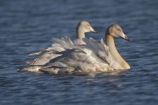 whooper_swan-00203.jpg