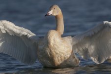 whooper_swan-00198.jpg