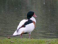 L1340215_Shelduck.jpg