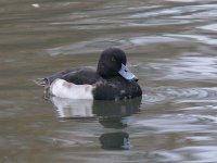 L1340253_Tufted Duck.jpg