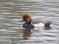 L1340294_Red-crested Pochard.jpg