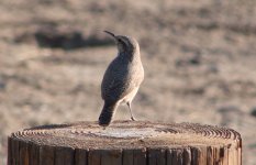 rock wren.jpg