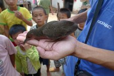 3.Ruddy Breasted Crake.JPG