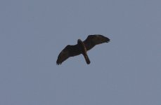 5.EasternMarshHarrier.JPG