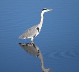 Grey Heron (R).jpg