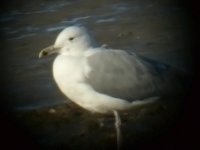 L1340467_Caspian Gull.jpg