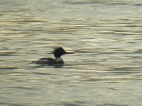 DSCN9102_Red-breasted Merganser.jpg