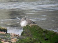 DSCN9076_Spotted Redshank.jpg