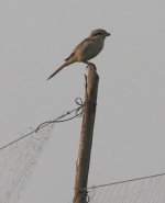 3.BullHeadedShrike.JPG