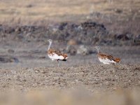 IMG_0540_2 Great Bustards.jpg