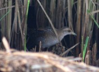 1.Baillon'sCrake.JPG