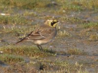 shorelark 002.jpg