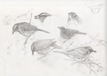 redwings2.jpg