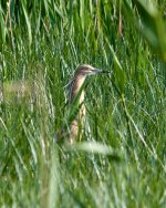 SquaccoHeron1.jpg