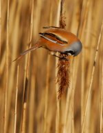 Bearded reedling (att).jpg