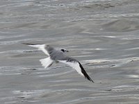 L1330941_Sabine's Gull.jpg