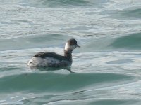 L1340044_Black-necked Grebe.jpg