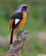 Durian Redstart.jpg