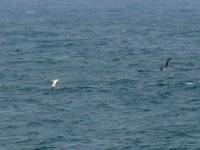 L1330241_2 Gannets.jpg