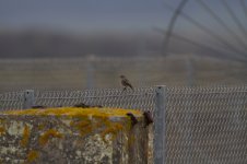 black redstart FF.jpg