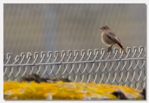 black redstart.jpg