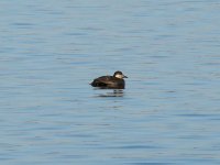 Black Scoter.jpg