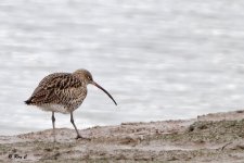 curlew1.jpg