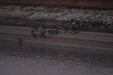 Walton QE2 Reservoir Barnacle Geese 1.jpg