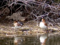 Image0008_2 Wigeons.jpg