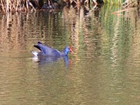 Image0030_Purple Swamp-Hen.jpg