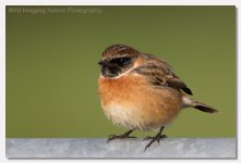 stonechat saxicola torquata 11.jpg