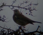 fieldfare  8.jpg