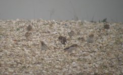 3.SnowBuntings.JPG