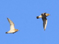 IMG_1160_2 Golden Plover.jpg