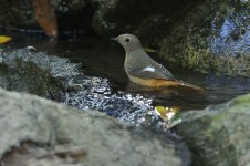 daurian redstart fem 2x orig_DSC3109_1 copy.jpg