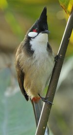 rw bulbul 2x_DSC3090_1.jpg