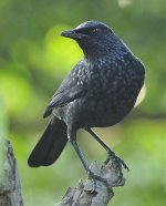 blue whistling thrush 2x_DSC3076_1.jpg