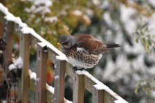 Fieldfare3.jpg