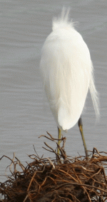 snowy-egret-group_1596.gif