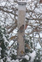 IMG_1126_Gold&Bullfinch_cropped.jpg